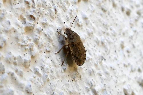 Réf. 272 116 : Sciocoris sp.